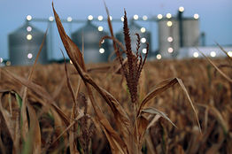 IllinoisCornField