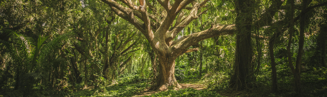 Large Tree in a Forest